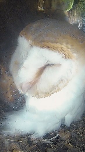 Gylfie the barn owl continued to brood her egg for days after it broke🦉😢 Follow her story 🎥👇👇 https://youtube.com/playlist?list=PLx09JDaWUEFPGeo0NropB21-UI0PIagx3&si=JyIyNk9JQjRFTaM1 #barnowl #gylfieanddryer #wildlives #robertefuller | Robert E Fuller