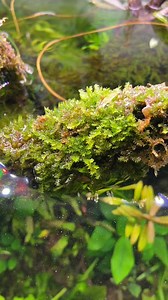 8.7K views · 113 reactions | Weeping moss roots and flowers! ✨let's explore every interesting things of every aquatic plants. #aquascapingdealsph #fishkeeping #aquascape #hobby #aquarium #aquaticplants | AquaScaping Deals PH | Facebook