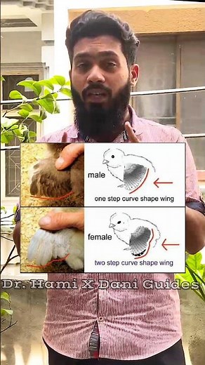 Male vs Female Chicks Simple Identification for Poultry Farmers 🐔🐣 #poultry #chicken #poultryfarming