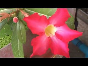 The Ultimate Guide to Adenium Varieties & Care Tips