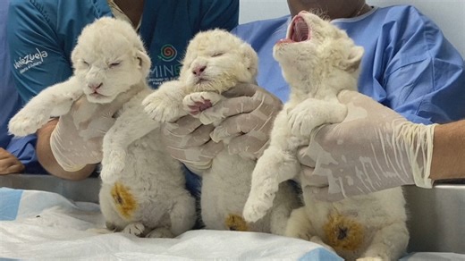 75K views · 5.4K reactions | A Venezuelan zoo has welcomed the country's first three white lion cubs born in captivity. It's a boost for the genetically rare animals, whose wild population numbers only about a dozen in their native South Africa. | AFP News Agency | Facebook