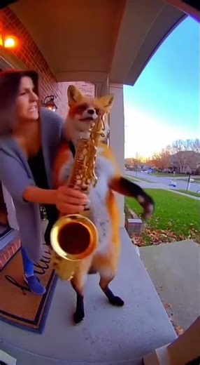 Jazz Fox Drama at the Doorstep