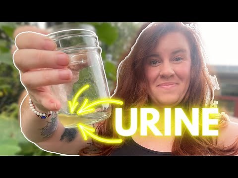Urine Fertilizer… EVERYTHING You Need To Know.