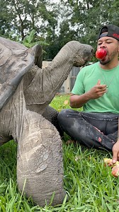 Rule Number 1: Don’t Eat Lunch Near A Hungry Tortoise! 🐢 #tortoise #reptiles #turtle #animals | Nick The Wrangler