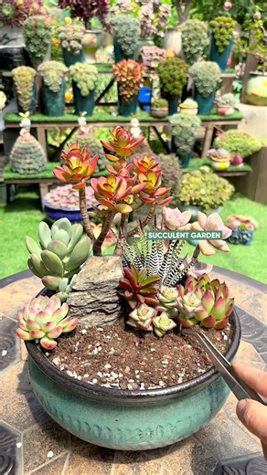 How to Make a Colorful Succulent Arrangement (Easy DIY) 🌈🌵