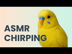 Relaxing Budgie Chirping (5 Minutes)
