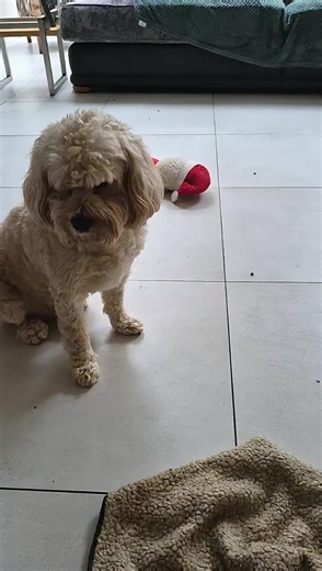 #cavapoosoftiktok #dogo #dogpackfamily #dogpack #valetines valentines day soon who will be my valentine ❤️🥰🐶🐶