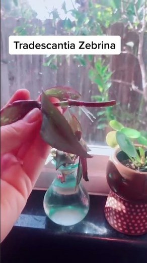 Propagating Tradescantia is SO EASY #plants #planthacks #freeplants #tradescantia