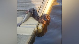 'A seafood treat!' Snake caught on camera swallowing fish whole off NC boat dock