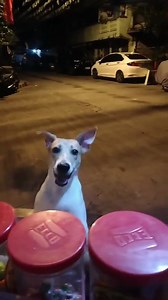 pabili po😂🐕🐕 ctto: Jan Aprille Sanchez | Ambag Nation Ph