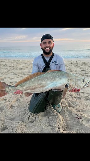 Beach season 🔥 #fyp #mulloway #jewfish #silverslab #nsw #beachfishing #fishing #fishtok