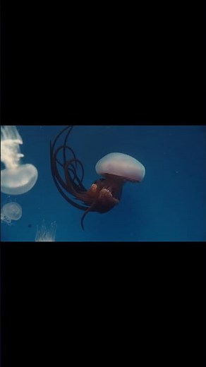 Dancing Jellyfish in the Deep Sea 🪼 | Nature’s Underwater Ballet in 4K ULTRA HD