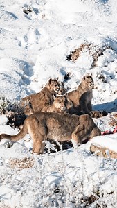 Unos pasajes para la región de Magallanes? 🤩 La región de Magallanes & La Antártica Chilena tiene un espacio especial en mi. No solamente es Torres del Paine, sino que mucho más. Lugares como Puerto Edén, Parque Nacional Bernardo O’higgins, Kawesqar, Pali Aike, Tierra del Fuego, Alberto de Agostini y la cordillera de Darwin, la Isla Navarino y Cabo de Hornos representan lugares espectaculares dentro de nuestros paisajes. Y aunque estén emplazados en el fin del mundo, la flora y fauna abunda en 