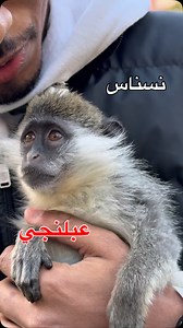 انت بقي ممكن تفكر تربي نسناس؟ . . . . #homeforsale #monkey #mammels #instagood valentinesday southamerica | Amr Mahmoud