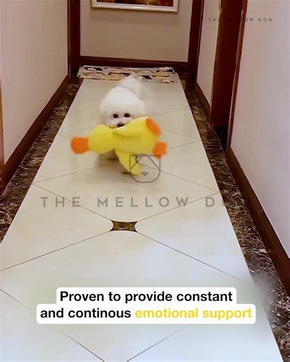 Got this ridiculous duck for my dog thinking she will unalive it immediately ❌ It became her favorite toy to sleep with every night. She plays with it every day. It tires her out and I do not have to do anything. She brings it everywhere with her. It makes her feel loved, safe and happy 😍 I'm only buying YELLOW toys from now on. 🛒 Shop NOW 👇 | Shop Now US SALE