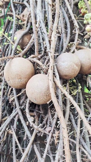 Cannon ball tree with beautiful orchid like flowers, Ayutthaya Thailand