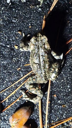 Western toad, Palomar Mountain, California