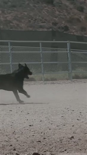 Discover the hidden benefits of herding therapy for Rottweilers