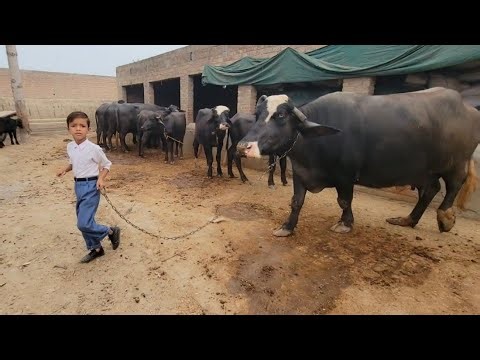 Bilal ka School jany se pehly vlog | Bilal vlog
