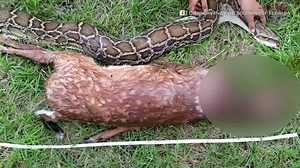 Photos of Burmese python swallowing 35 pound deer released by officials