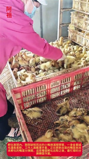 孵化廠剛破殼的小鴨，分揀裝筐滿筐金黃，種鴨孵化出苗