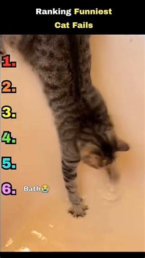 Ranking funniest cat fails 🐱💀Wait for #1.#funnycats #catshorts #viral #shorts