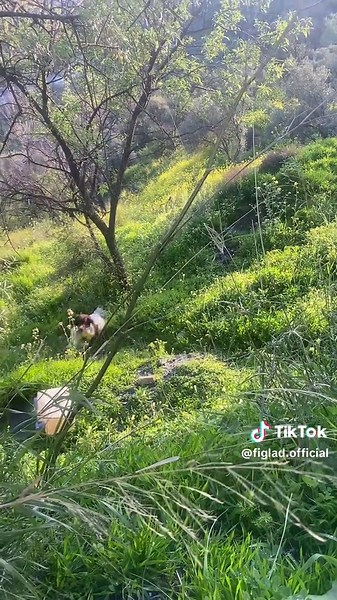 Infinity loop 👀lunas doing well