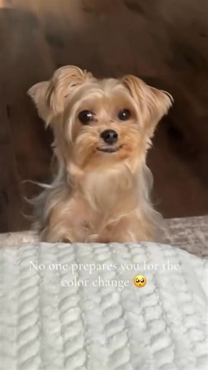 So cute 🥺🥰 | I love yorkies