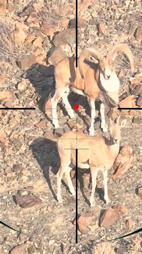 Ibex Hunting | Caccia allo stambecco | Steenbokjacht