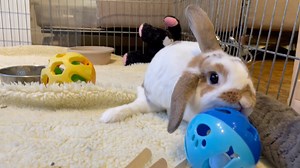 SOUND ON "Hey Everyone, my humans were so busy rescuing rabbits that they are behind in doing year-end fundraising. I'm a good boy and want to help. I'm working extra hard at being cute to raise much-needed funds. Did it work?" ~Chief Fundraising Officer Zamboni https://www.saveabunny.org/donate | SaveABunny