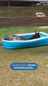 #GiddyUp for some quality time in the #pool! | Poke My Heart