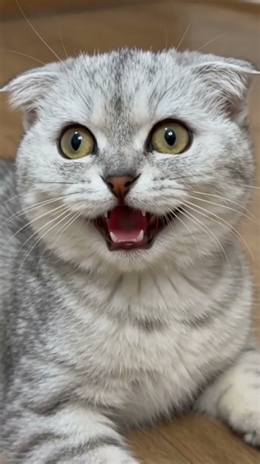 Kitten meowing | cat videos | cat sound | cat voice | cute cat 😻 #shorts