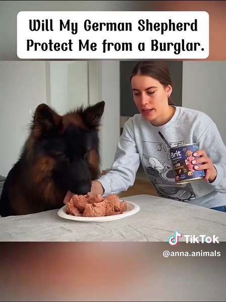 German Shepherd Protection Against Burglars