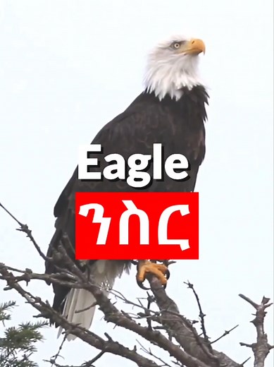 VIP English on TikTok