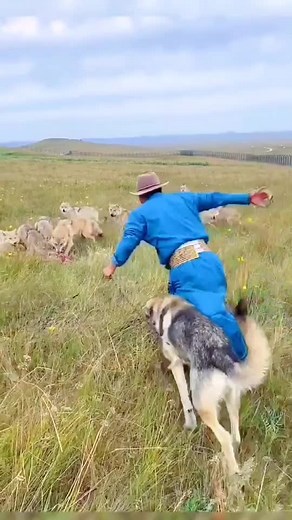 Wolf Breeder on TikTok