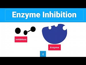 Enzyme Inhibition ( Competitive and Non-Competitive/Allosteric Inhibition)