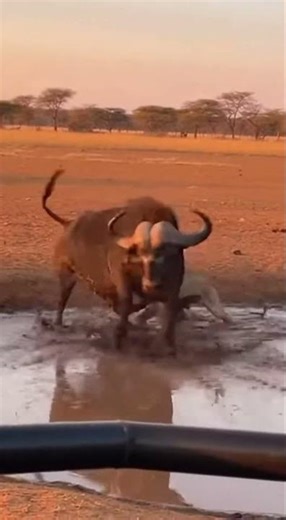 Buffalo GORES Lion - SAVES Baby! 🐃 새끼구출 🐃 救出 #viral #buffalo