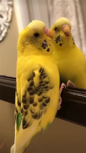 95K views · 3.9K reactions | Meet this little yellow genius!  A...