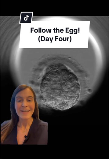 Human Embryo Development: From Morula to Blastocyst Stage