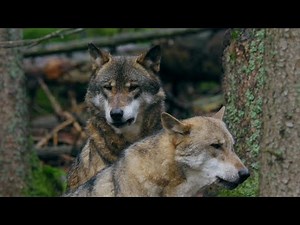 Awesome Wolf Howling Compilation