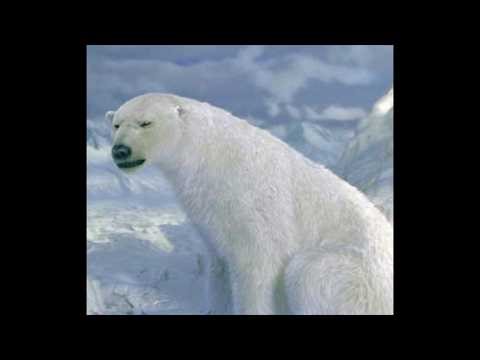 The Golden Compass: Iorek Byrnison (2007) (With Picture) (1)