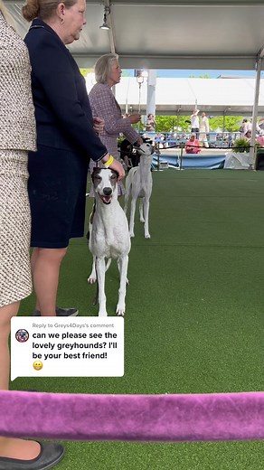 Greyhound and Great Dane Showcase at the Westminster Dog Show