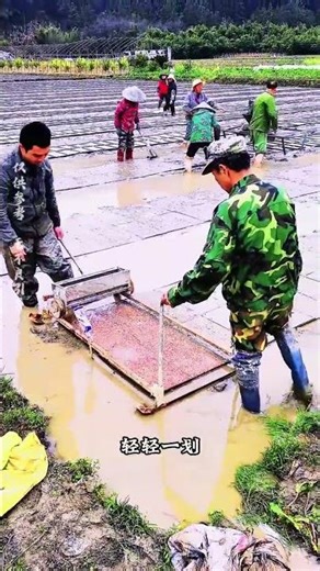 Why spread grains so densely on the mud? It's a mystery. #Science #StrangeFacts #InterestingTrivia