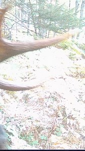 Big bull moose with a cow bellowing in the background, mating behavior during the moose rut #maine #moose #browningtrailcameras #bullmoose #themainewoods | The Maine Woods
