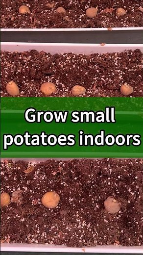 How much light does it take to grow potatoes indoors?#growlight #tomata
