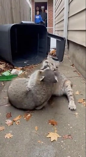 BACKYARD BRAWL: Bobcat vs Raccoon! Savage Fight