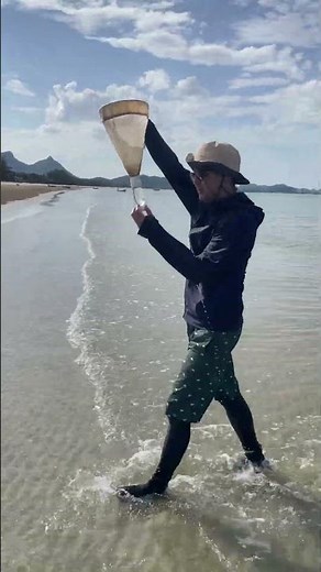 何クラゲがとれるかな？🇹🇭🪼タイクラゲ採集🪼🇹🇭 #東北エプソンアクアリウムかもすい #BraphaUniversity #sampling #auarium #jellyfish