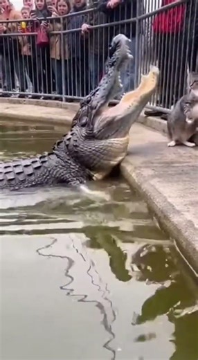 Fearless Cat vs Alligator | Slaps Predator on the Snout 🐱🐊💥