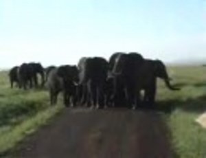 ゾウに襲われてみた