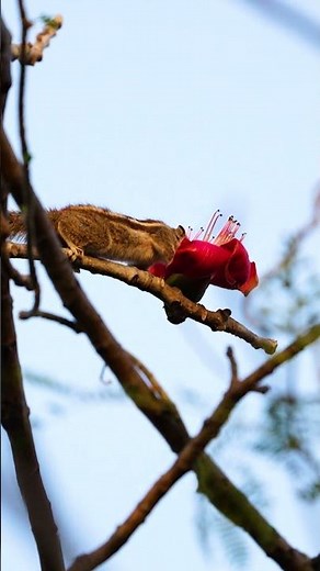 wild with me #birds #wildlife #nature #parrot #wildlifephotography #betlanationalpark #sonyalpha